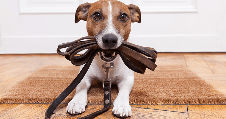 selling and buying tips with pets